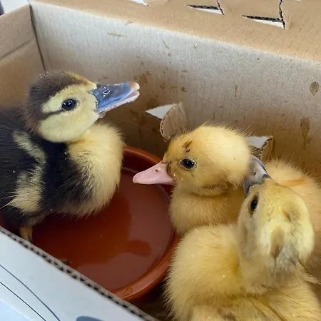 Agrotur Fenix شقة *