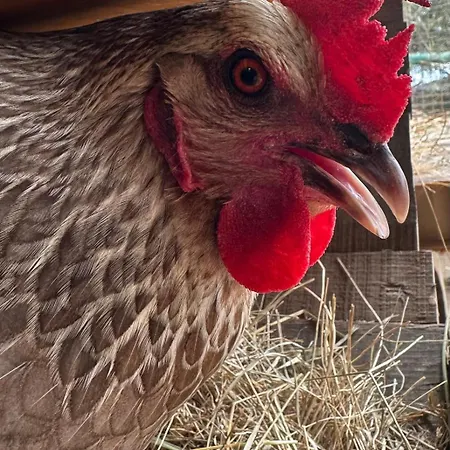 Agrotur Fenix * Telde