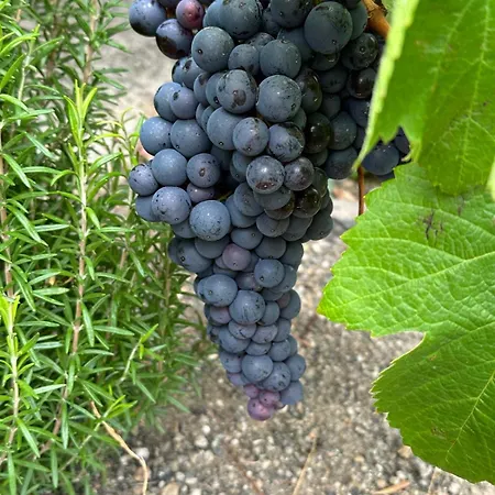 Agrotur Fenix Apartment *