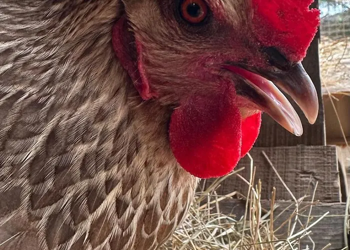 Agrotur Fenix * Telde