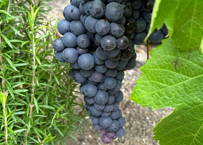 Agrotur Fenix Апартаменты *